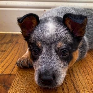 Meet your Posher, Kaylee